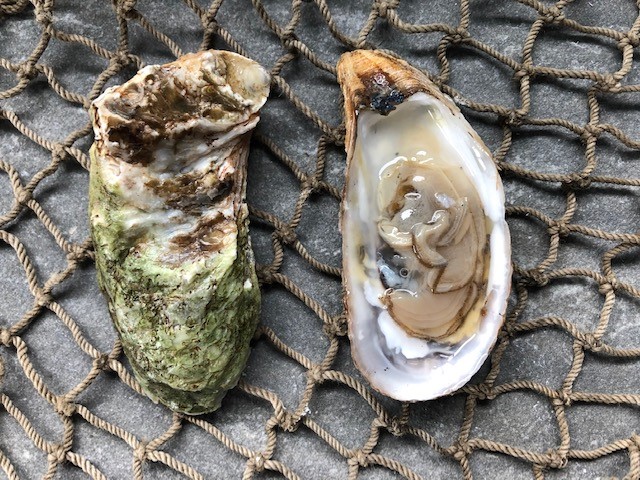 Прошивка oysters atlantic 4g